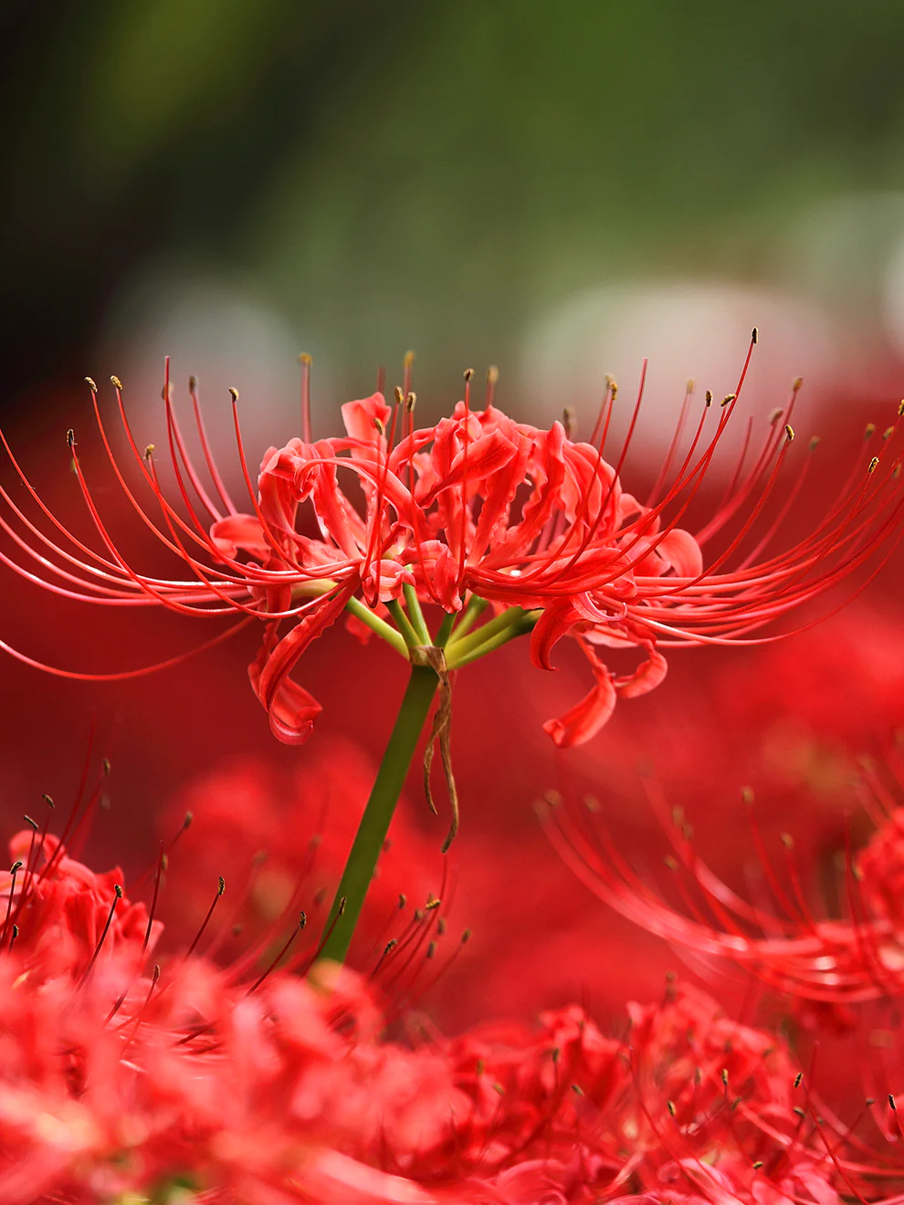 Name of flower