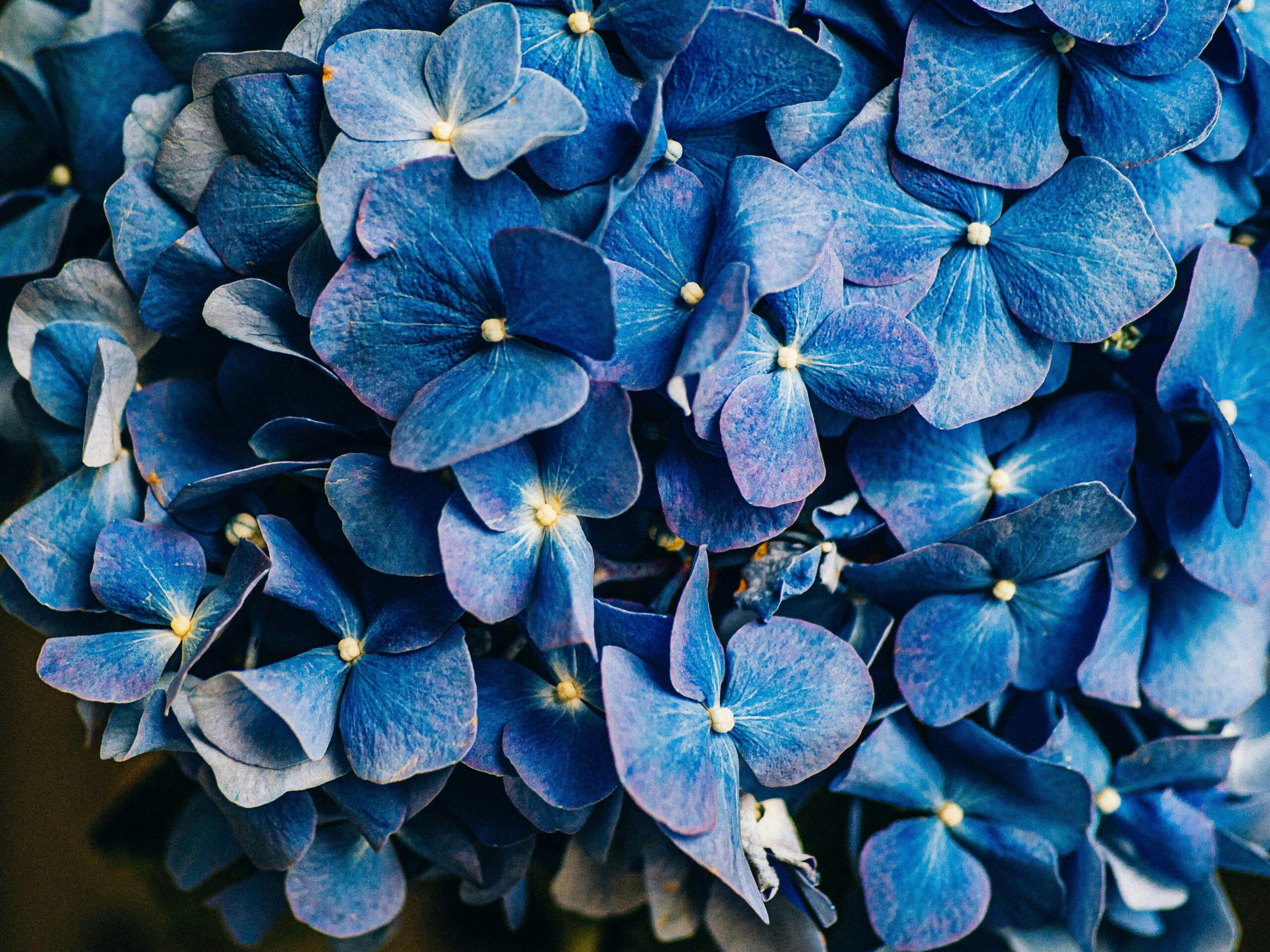 Aconite
