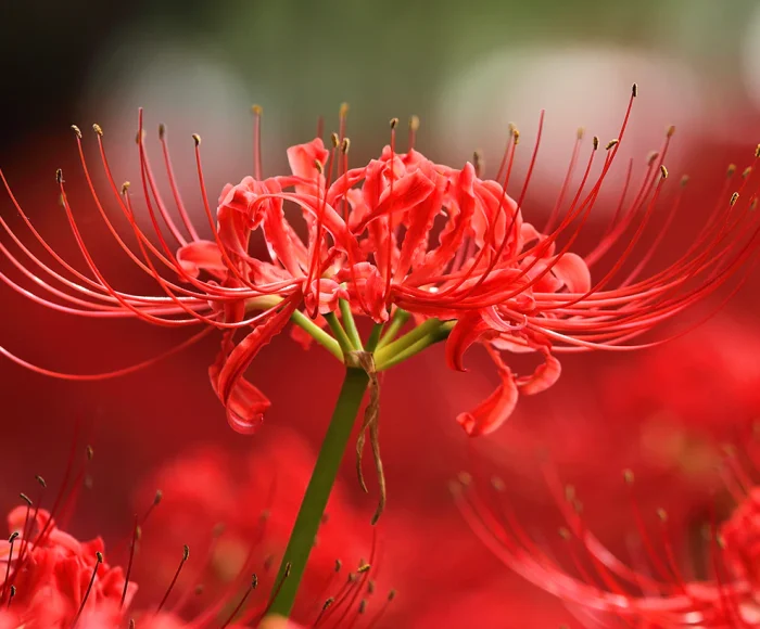 Lycoris_Radiata_Red_Spider_Lily-8
